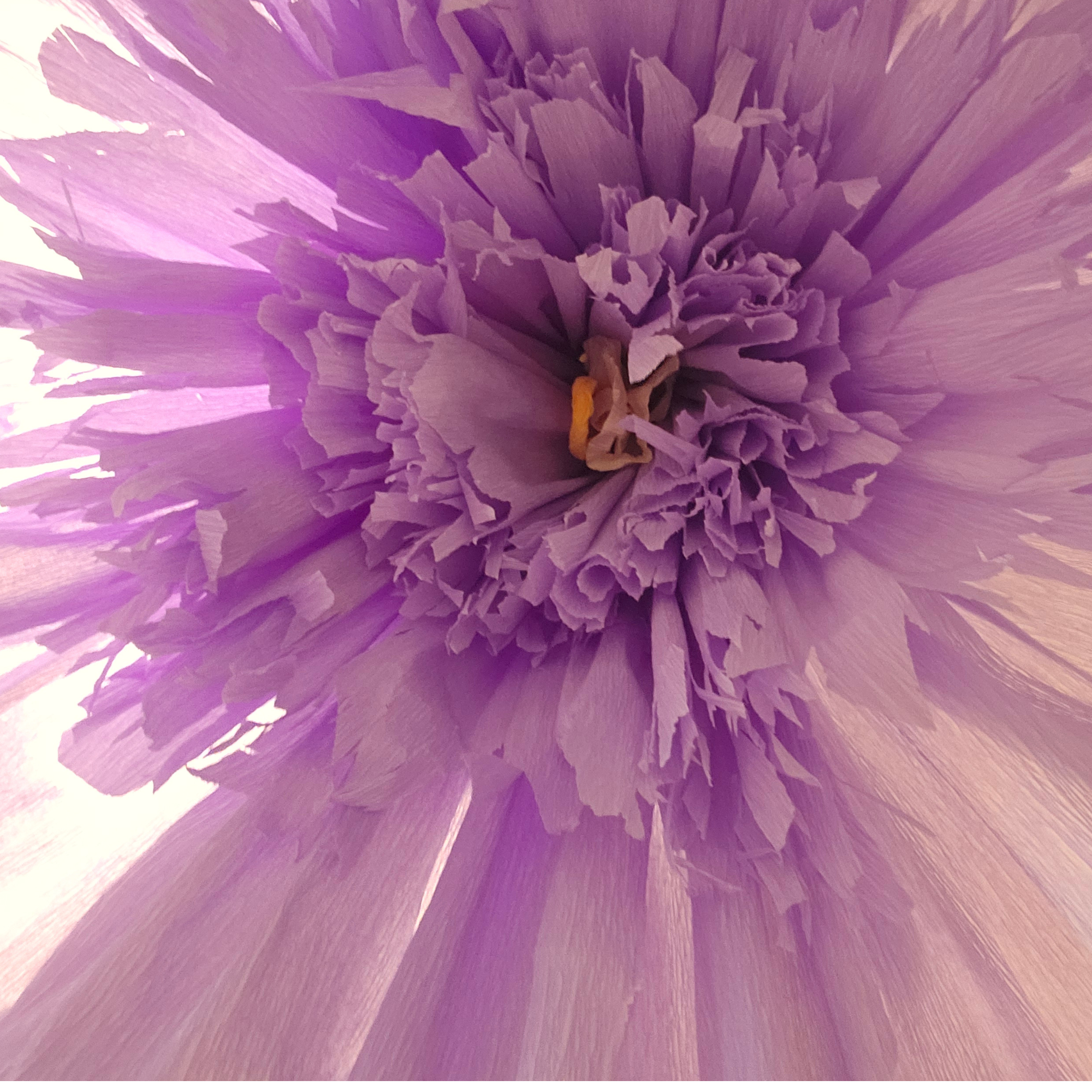 Paper Florist - Italian Crepe Paper Flowers